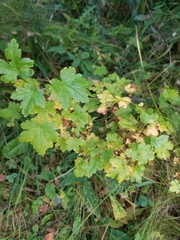 Ribes lacustre