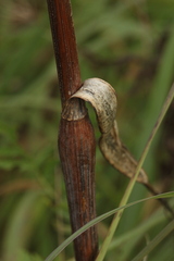Chaerophyllum bulbosum