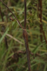 Chaerophyllum bulbosum