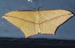 Timandra convectaria