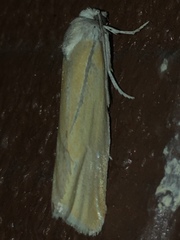 Pelochrista caniceps