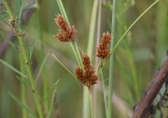 Cyperus glomeratus