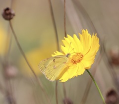 Colias poliographus