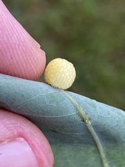 Acraspis pezomachoides