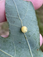 Acraspis pezomachoides