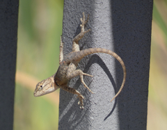 Sceloporus uniformis