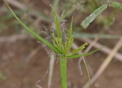 Cyperus iria