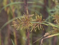 Cyperus microiria