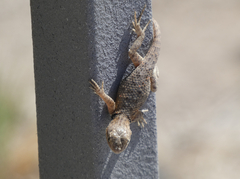 Sceloporus uniformis
