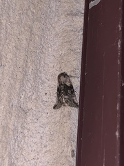 Abrostola microvalis