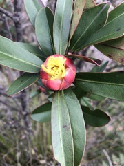 Montrouziera sphaeroidea