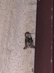 Abrostola microvalis