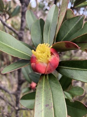 Montrouziera sphaeroidea