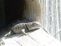 Sceloporus uniformis