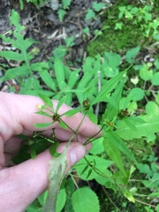 Bidens discoidea