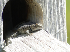 Sceloporus uniformis