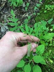 Bidens discoidea