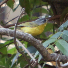 Phylloscopus xanthoschistos