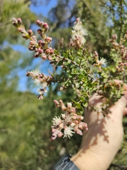 Melaleuca cheelii