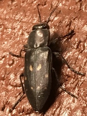 Melanophila consputa
