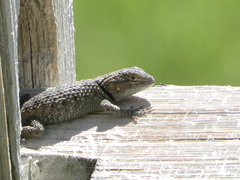 Sceloporus uniformis