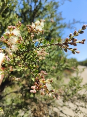 Melaleuca cheelii