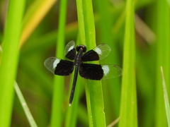Neurothemis tullia