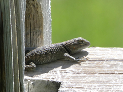 Sceloporus uniformis