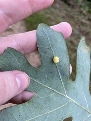 Acraspis pezomachoides