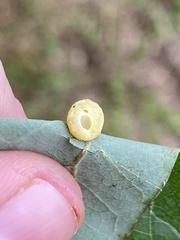 Acraspis pezomachoides