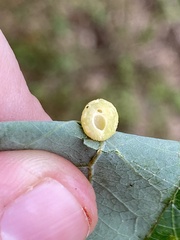 Acraspis pezomachoides