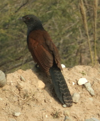Centropus sinensis
