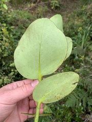 Griselinia lucida