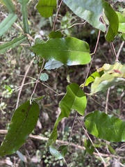 Passiflora tetrandra
