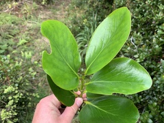 Griselinia lucida