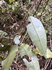 Passiflora tetrandra