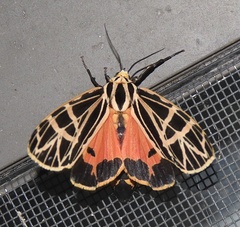 Apantesis parthenice