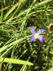 Gentianopsis simplex