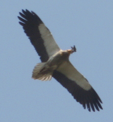 Neophron percnopterus