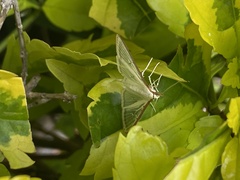 Palpita