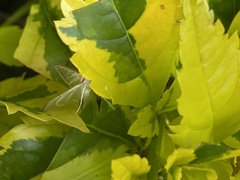 Palpita