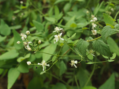 Clematis