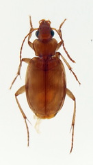 Tetragonoderus pallidus