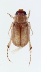 Leptohoplia testaceipennis