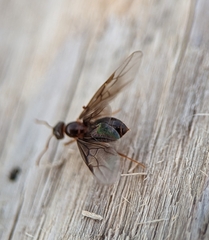Lasius neoniger