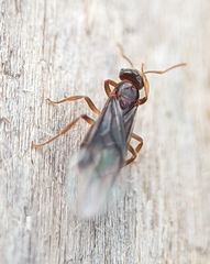 Lasius neoniger