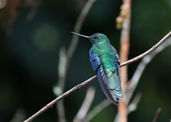 Pterophanes cyanopterus