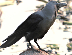 Corvus splendens