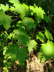 Acer platanoides