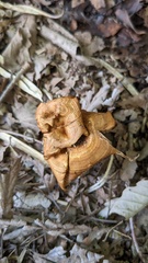 Coltricia cinnamomea